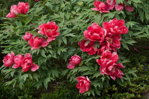 Transformez votre jardin en un jardin enchanteur pour Pâques !